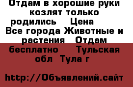 Отдам в хорошие руки козлят.только родились. › Цена ­ 20 - Все города Животные и растения » Отдам бесплатно   . Тульская обл.,Тула г.